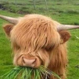 Meet your Posher, Cristo